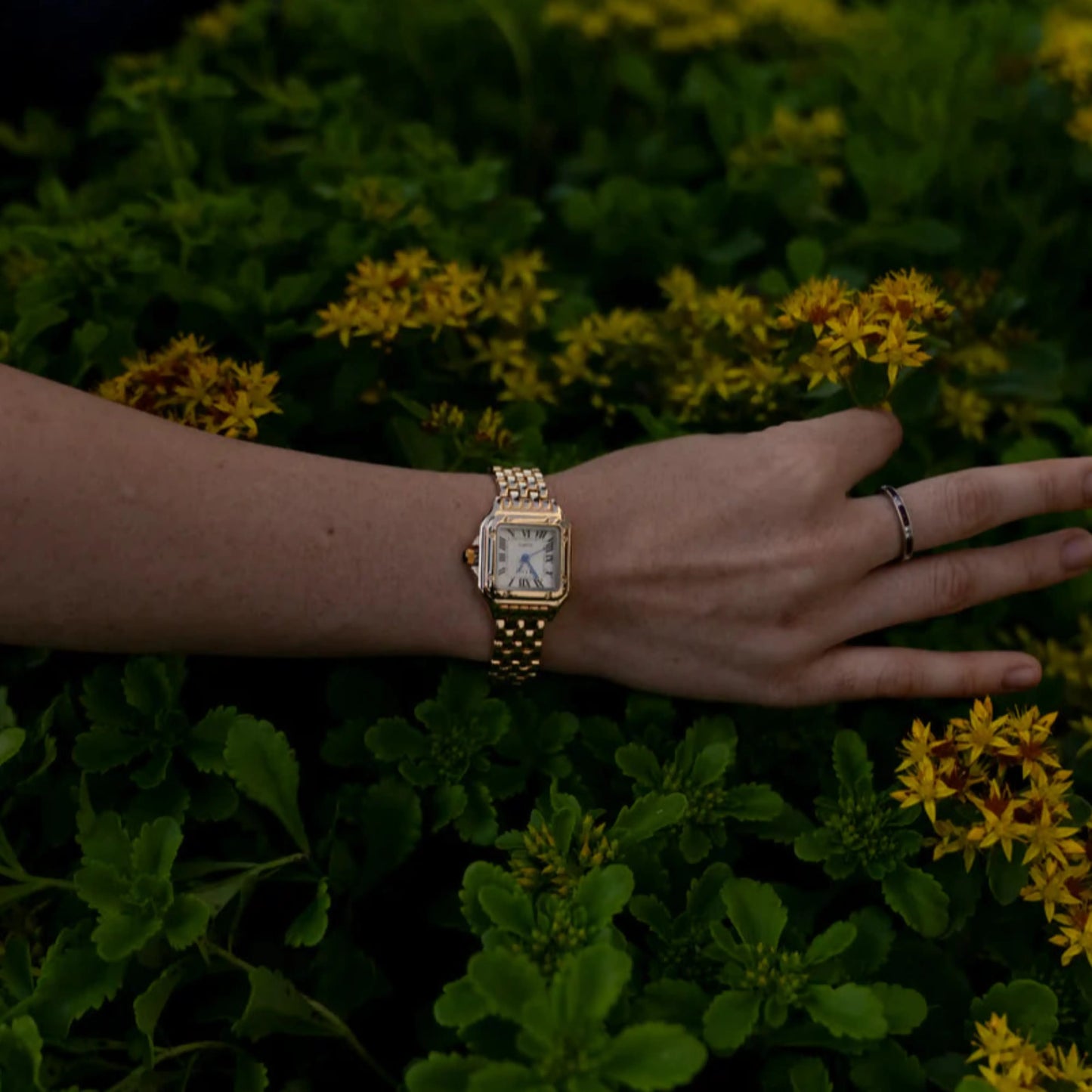 Ashford & Crowe® Ivoire